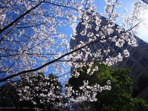 虎ノ門タワーズレジデンス　周辺の桜